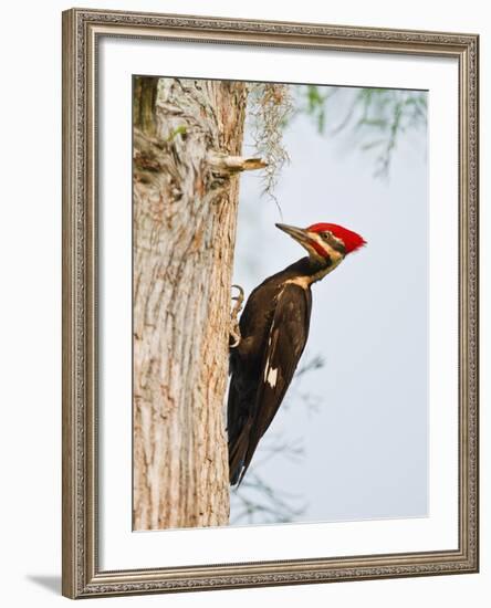 Pileated Woodpecker, Caddo Lake, Texas, USA-Larry Ditto-Framed Photographic Print