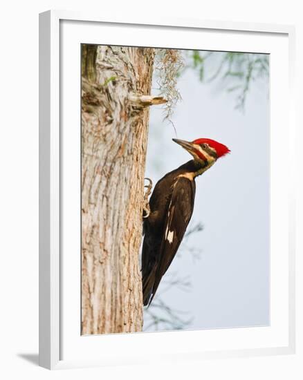 Pileated Woodpecker, Caddo Lake, Texas, USA-Larry Ditto-Framed Photographic Print