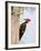 Pileated Woodpecker, Caddo Lake, Texas, USA-Larry Ditto-Framed Photographic Print