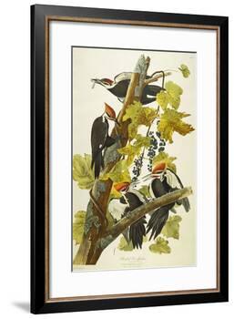 Pileated Woodpecker (Dryocopus Pileatus), Plate Cxi, from 'The Birds of America'-John James Audubon-Framed Giclee Print