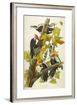 Pileated Woodpecker (Dryocopus Pileatus), Plate Cxi, from 'The Birds of America'-John James Audubon-Framed Giclee Print