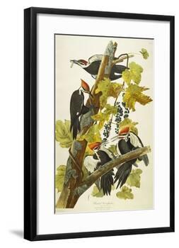 Pileated Woodpecker (Dryocopus Pileatus), Plate Cxi, from 'The Birds of America'-John James Audubon-Framed Giclee Print
