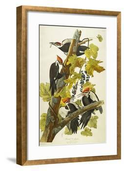 Pileated Woodpecker (Dryocopus Pileatus), Plate Cxi, from 'The Birds of America'-John James Audubon-Framed Giclee Print