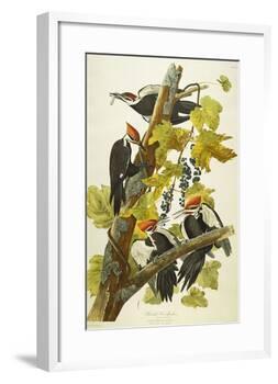 Pileated Woodpecker (Dryocopus Pileatus), Plate Cxi, from 'The Birds of America'-John James Audubon-Framed Giclee Print