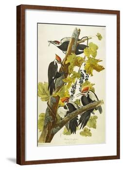 Pileated Woodpecker (Dryocopus Pileatus), Plate Cxi, from 'The Birds of America'-John James Audubon-Framed Giclee Print