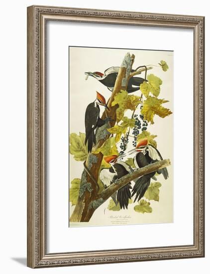 Pileated Woodpecker (Dryocopus Pileatus), Plate Cxi, from 'The Birds of America'-John James Audubon-Framed Giclee Print