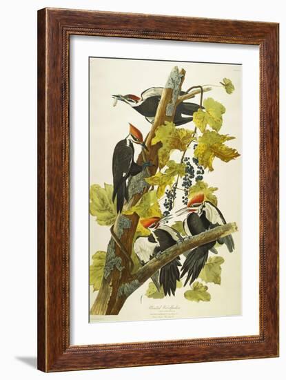 Pileated Woodpecker (Dryocopus Pileatus), Plate Cxi, from 'The Birds of America'-John James Audubon-Framed Giclee Print