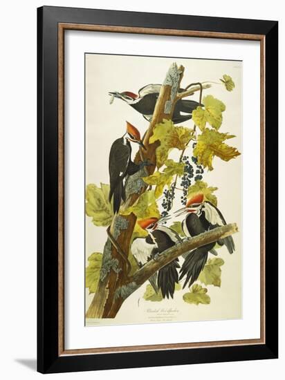 Pileated Woodpecker (Dryocopus Pileatus), Plate Cxi, from 'The Birds of America'-John James Audubon-Framed Giclee Print