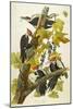 Pileated Woodpecker (Dryocopus Pileatus), Plate Cxi, from 'The Birds of America'-John James Audubon-Mounted Giclee Print