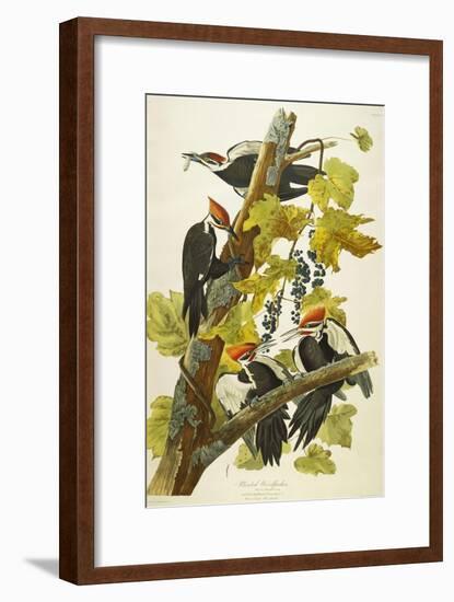 Pileated Woodpecker (Dryocopus Pileatus), Plate Cxi, from 'The Birds of America'-John James Audubon-Framed Giclee Print