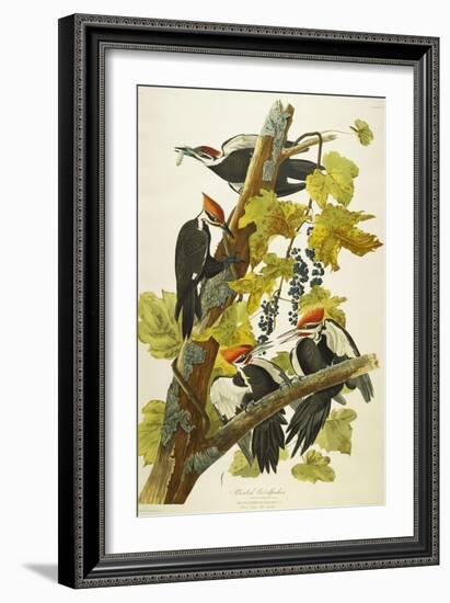 Pileated Woodpecker (Dryocopus Pileatus), Plate Cxi, from 'The Birds of America'-John James Audubon-Framed Giclee Print