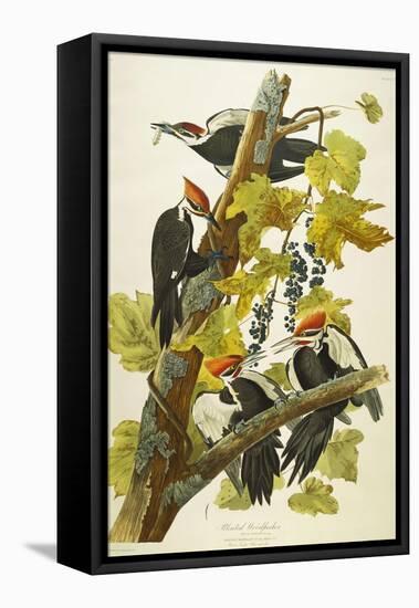 Pileated Woodpecker (Dryocopus Pileatus), Plate Cxi, from 'The Birds of America'-John James Audubon-Framed Premier Image Canvas