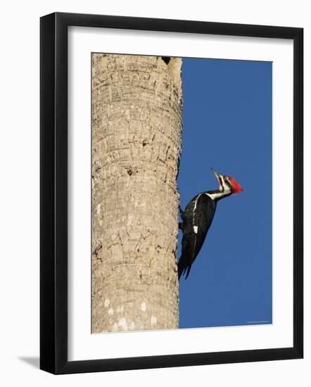 Pileated Woodpecker, Female at Nest Hole in Palm Tree, Fl, USA-Rolf Nussbaumer-Framed Photographic Print