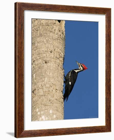 Pileated Woodpecker, Female at Nest Hole in Palm Tree, Fl, USA-Rolf Nussbaumer-Framed Photographic Print