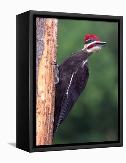 Pileated Woodpecker, Pennsylvania, USA-David Northcott-Framed Premier Image Canvas