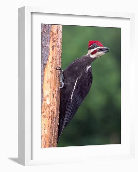 Pileated Woodpecker, Pennsylvania, USA-David Northcott-Framed Photographic Print