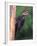 Pileated Woodpecker, Pennsylvania, USA-David Northcott-Framed Photographic Print
