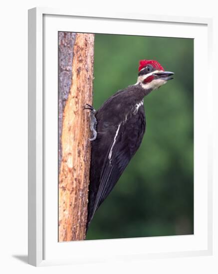 Pileated Woodpecker, Pennsylvania, USA-David Northcott-Framed Photographic Print