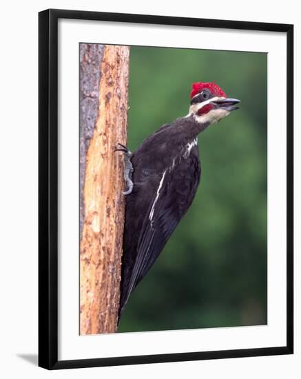 Pileated Woodpecker, Pennsylvania, USA-David Northcott-Framed Photographic Print