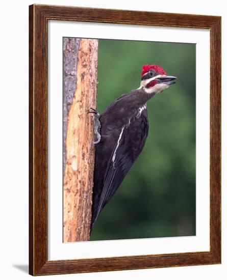 Pileated Woodpecker, Pennsylvania, USA-David Northcott-Framed Photographic Print