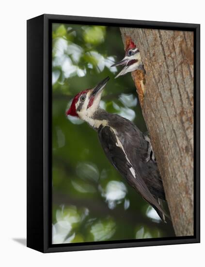 Pileated Woodpecker, Pennsylvania, USA-Joe & Mary Ann McDonald-Framed Premier Image Canvas