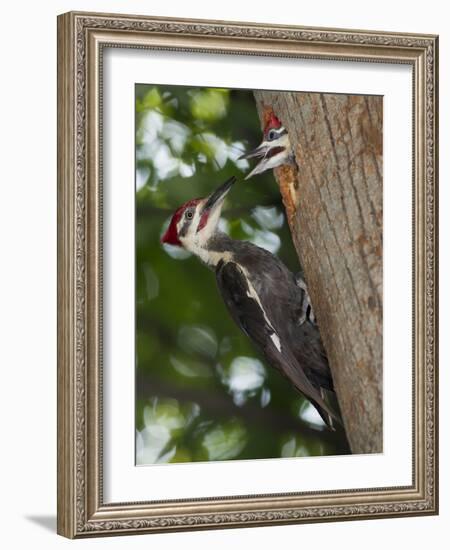 Pileated Woodpecker, Pennsylvania, USA-Joe & Mary Ann McDonald-Framed Photographic Print