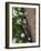 Pileated Woodpecker, Pennsylvania, USA-Joe & Mary Ann McDonald-Framed Photographic Print