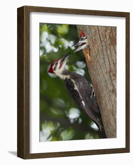 Pileated Woodpecker, Pennsylvania, USA-Joe & Mary Ann McDonald-Framed Photographic Print