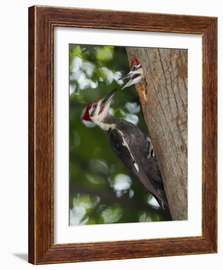 Pileated Woodpecker, Pennsylvania, USA-Joe & Mary Ann McDonald-Framed Photographic Print