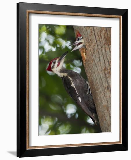 Pileated Woodpecker, Pennsylvania, USA-Joe & Mary Ann McDonald-Framed Photographic Print