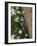 Pileated Woodpecker, Pennsylvania, USA-Joe & Mary Ann McDonald-Framed Photographic Print