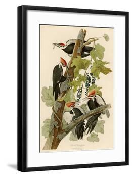 Pileated Woodpecker-John James Audubon-Framed Giclee Print