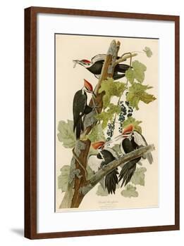 Pileated Woodpecker-John James Audubon-Framed Giclee Print