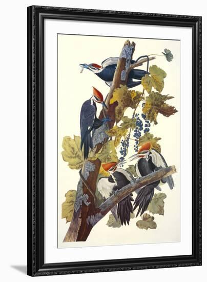 Pileated Woodpecker-John James Audubon-Framed Art Print