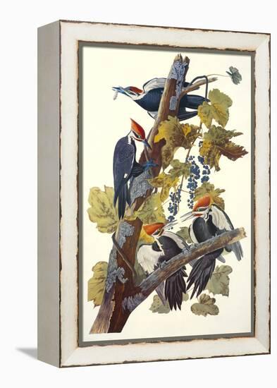 Pileated Woodpecker-John James Audubon-Framed Stretched Canvas