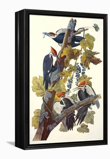 Pileated Woodpecker-John James Audubon-Framed Stretched Canvas