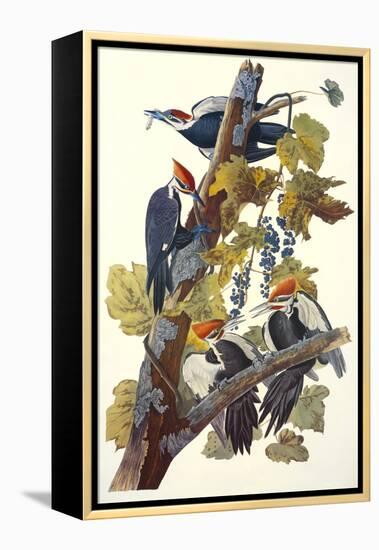 Pileated Woodpecker-John James Audubon-Framed Stretched Canvas