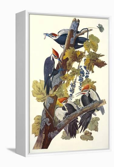 Pileated Woodpecker-John James Audubon-Framed Stretched Canvas