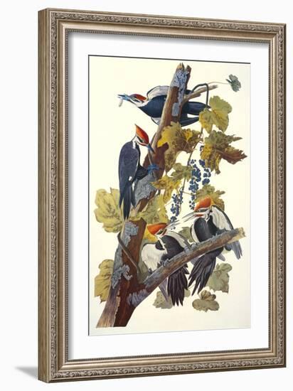 Pileated Woodpecker-John James Audubon-Framed Premium Giclee Print