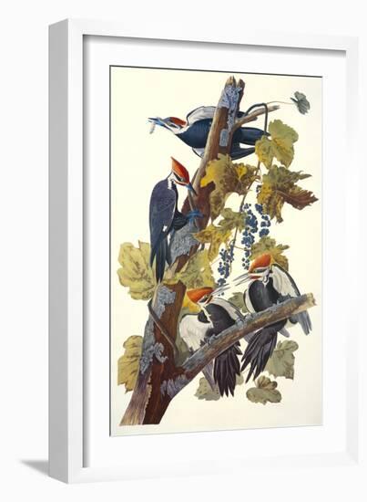 Pileated Woodpecker-John James Audubon-Framed Premium Giclee Print