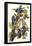 Pileated Woodpecker-John James Audubon-Framed Stretched Canvas