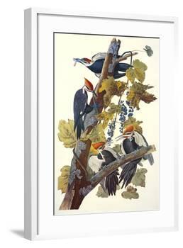 Pileated Woodpecker-John James Audubon-Framed Art Print
