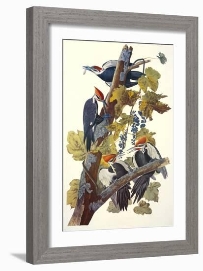 Pileated Woodpecker-John James Audubon-Framed Art Print