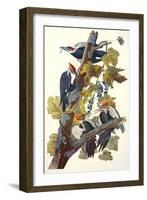 Pileated Woodpecker-John James Audubon-Framed Art Print