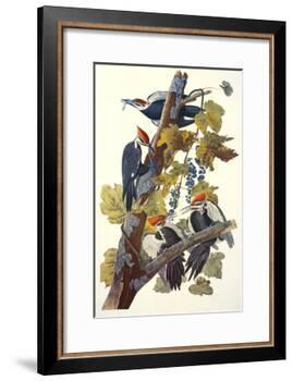 Pileated Woodpecker-John James Audubon-Framed Art Print
