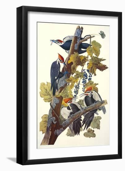 Pileated Woodpecker-John James Audubon-Framed Art Print