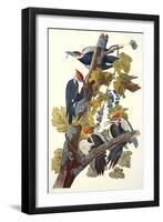 Pileated Woodpecker-John James Audubon-Framed Art Print