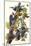 Pileated Woodpecker-John James Audubon-Mounted Art Print