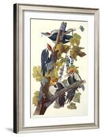 Pileated Woodpecker-John James Audubon-Framed Art Print