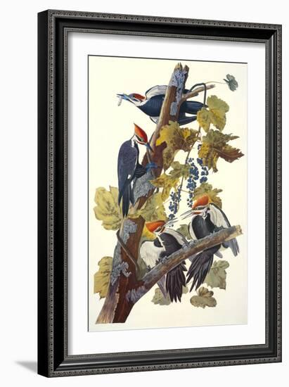 Pileated Woodpecker-John James Audubon-Framed Art Print